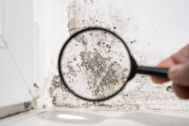 Why You Should Choose Our Mold Remediation Services in Levittown, PA